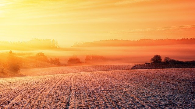 Zwalczanie chwastów w zbożach ozimych jesienią – klucz do zdrowych plonów